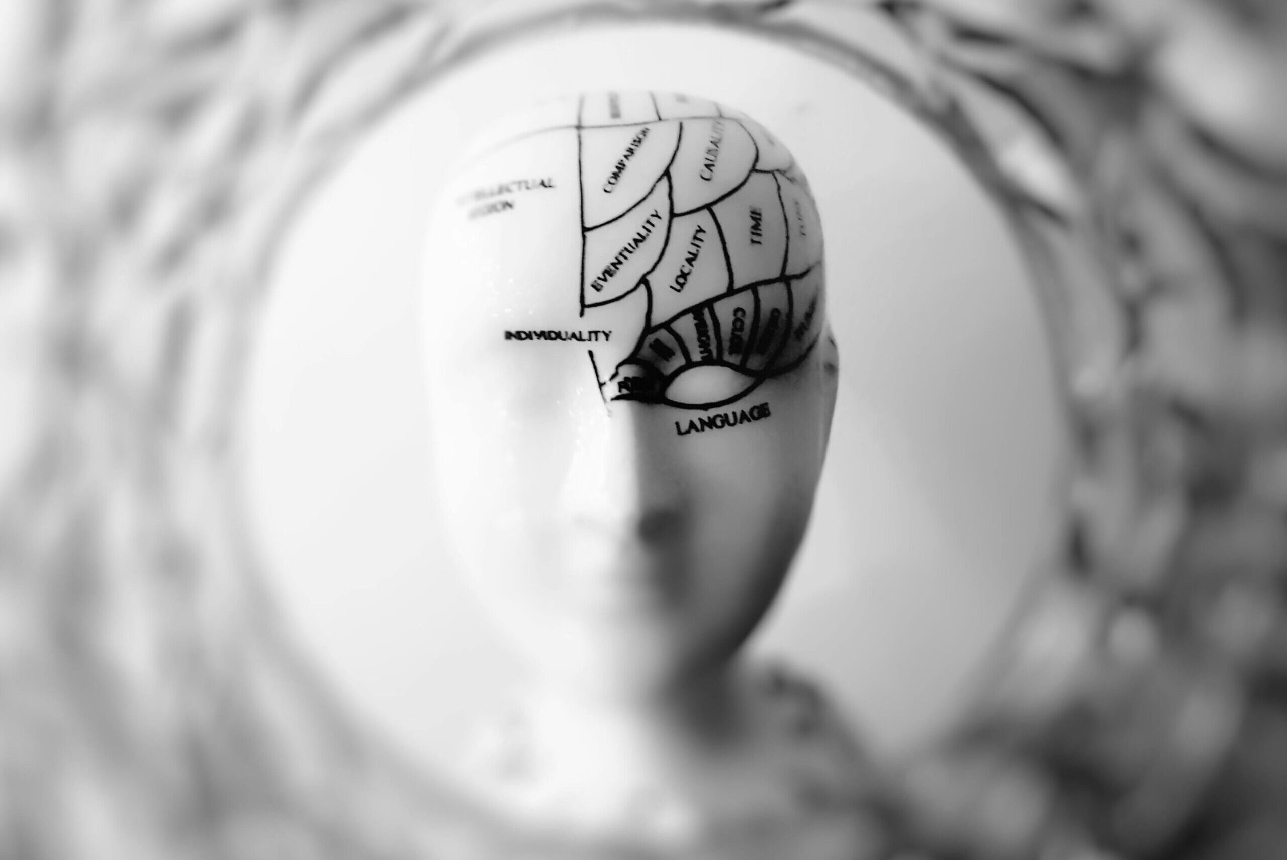 Close-up black and white image of a phrenology head with brain sections labeled.